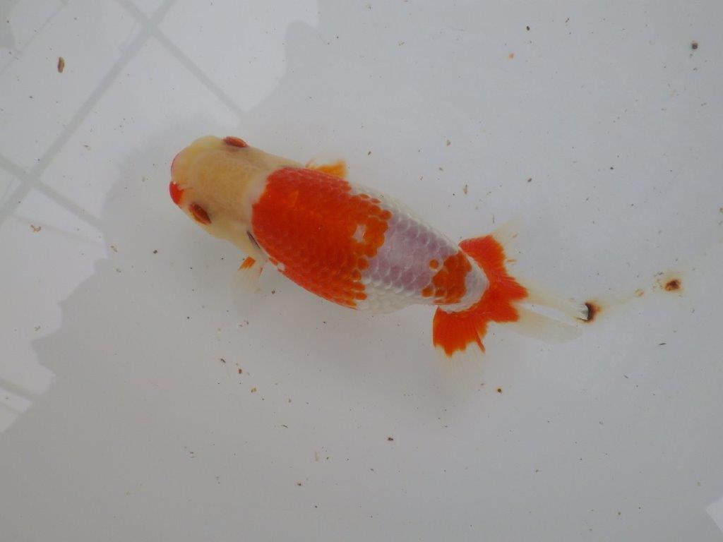 【 愛知超優良系統様】管理魚当歳らんちゅう N 四ッ尾 二本舵 約13,5㎝  メス