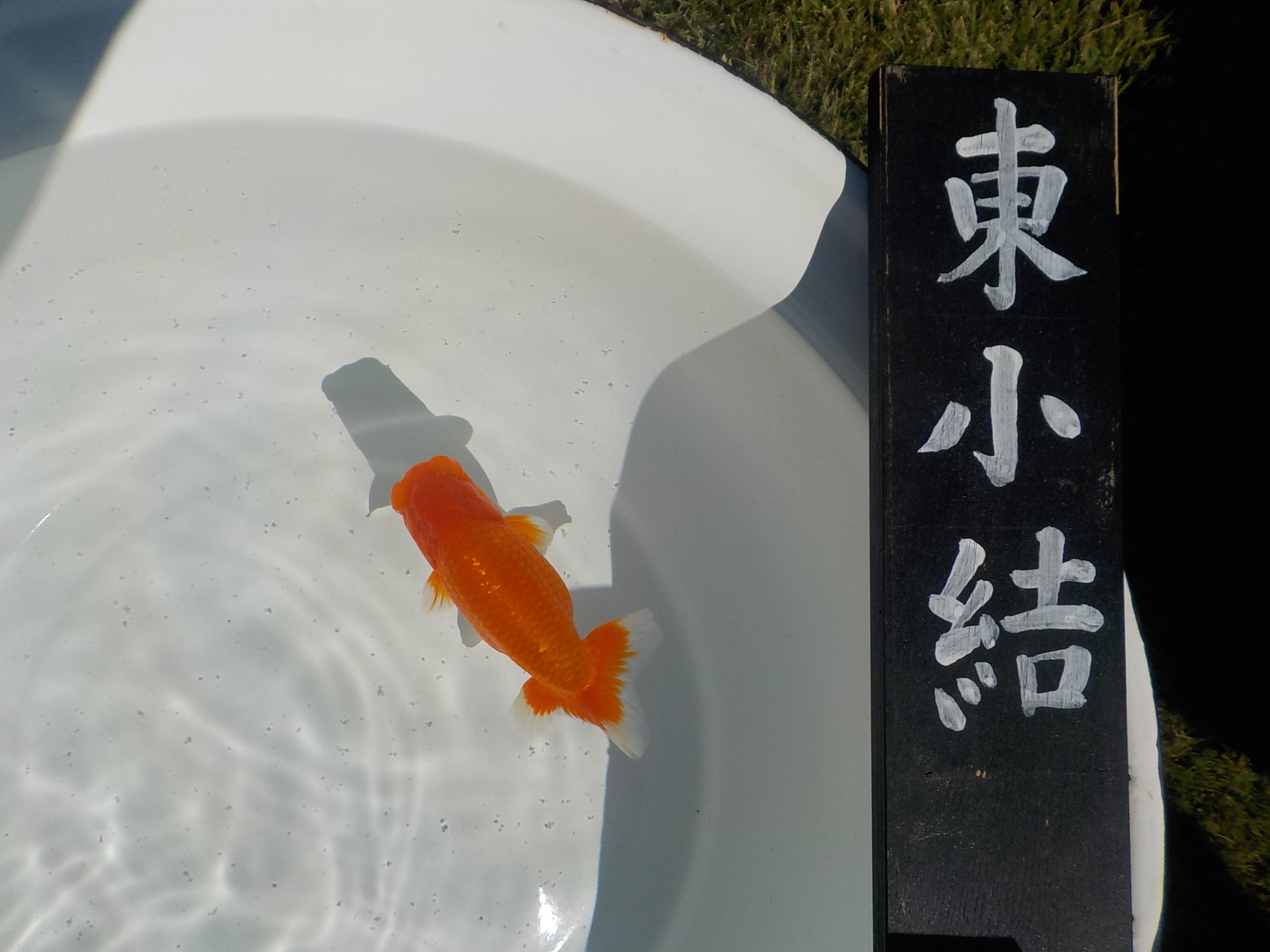 【村上暢彦氏】東小結入賞魚　素晴らしい雰囲気のらんちゅう　当歳魚　 　約13ｃｍ オス？