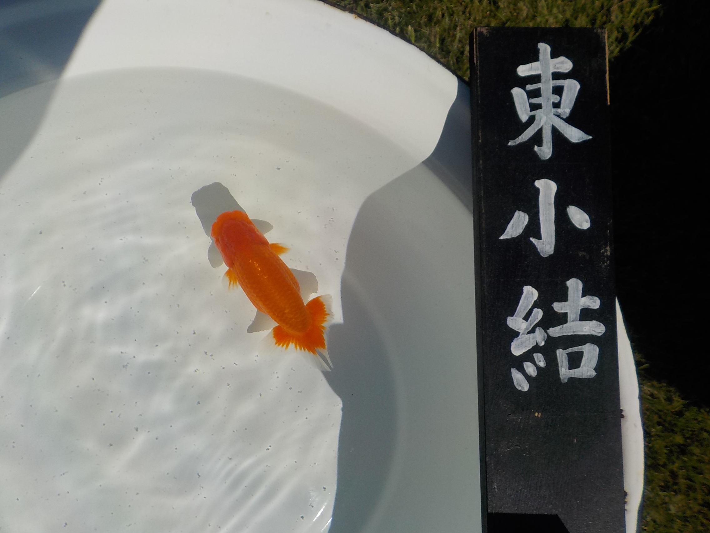 【村上暢彦氏】東小結入賞魚　素晴らしい雰囲気のらんちゅう　当歳魚　 　約13ｃｍ オス？