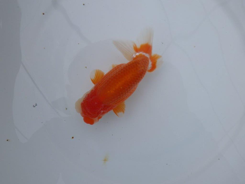 【三重ブリーダー】頭も尾張りも良く種にもお勧めのらんちゅう　当歳魚　 　約14,5ｃｍ　オス？