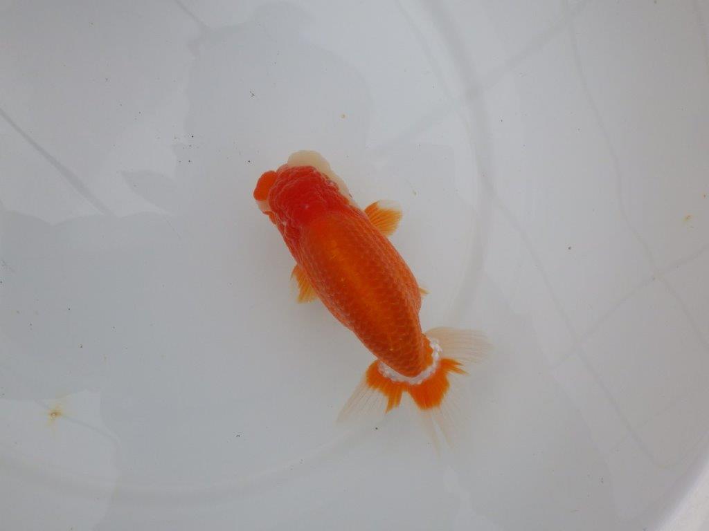 【三重ブリーダー】頭も尾張りも良く種にもお勧めのらんちゅう　当歳魚　 　約14,5ｃｍ　オス？