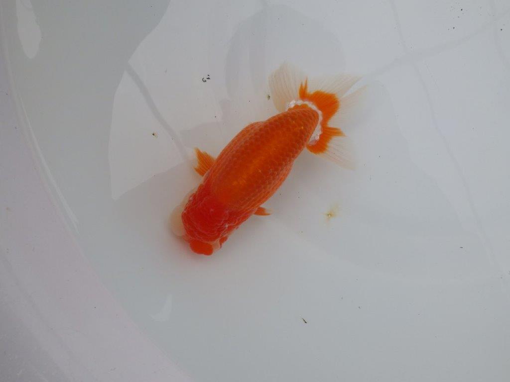 【三重ブリーダー】頭も尾張りも良く種にもお勧めのらんちゅう　当歳魚　 　約14,5ｃｍ　オス？