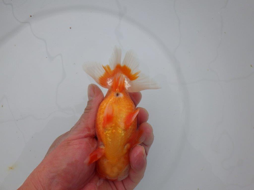 【三重ブリーダー】頭も尾張りも良く種にもお勧めのらんちゅう　当歳魚　 　約14,5ｃｍ　オス？