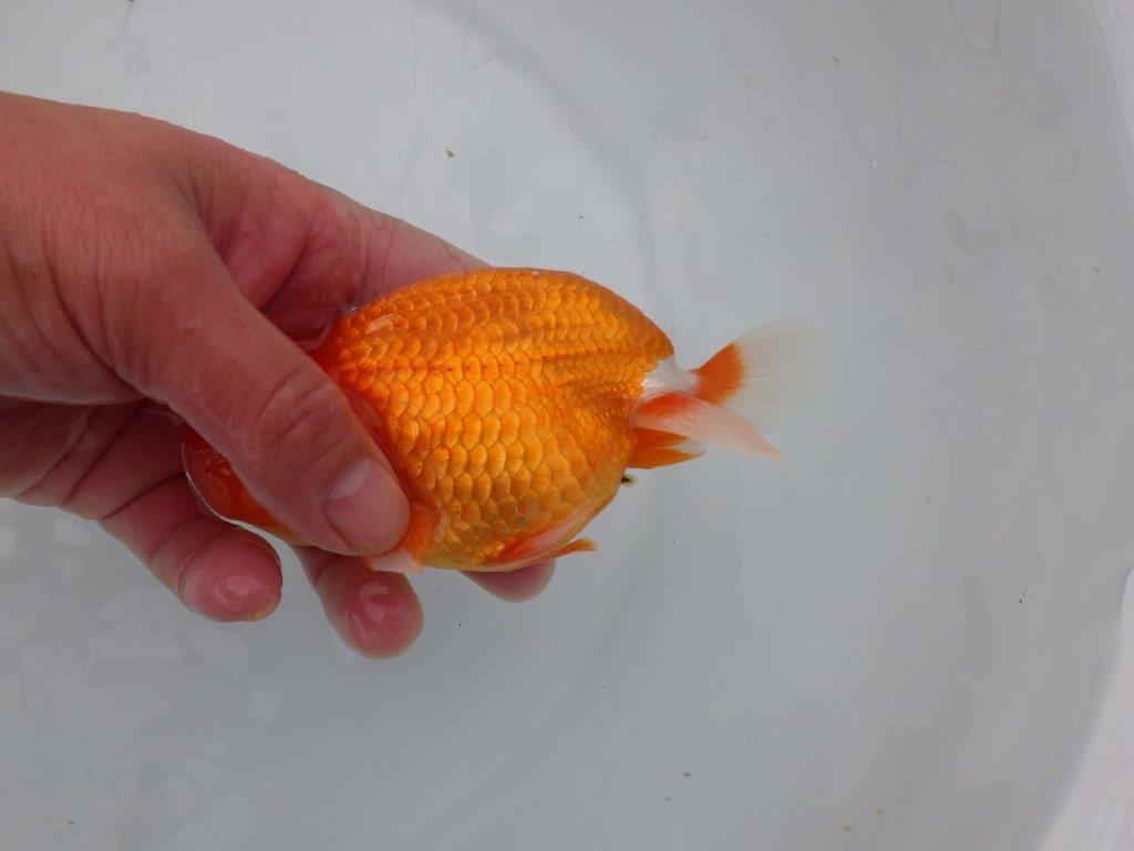 【三重ブリーダー】頭も尾張りも良く種にもお勧めのらんちゅう　当歳魚　 　約14,5ｃｍ　オス？