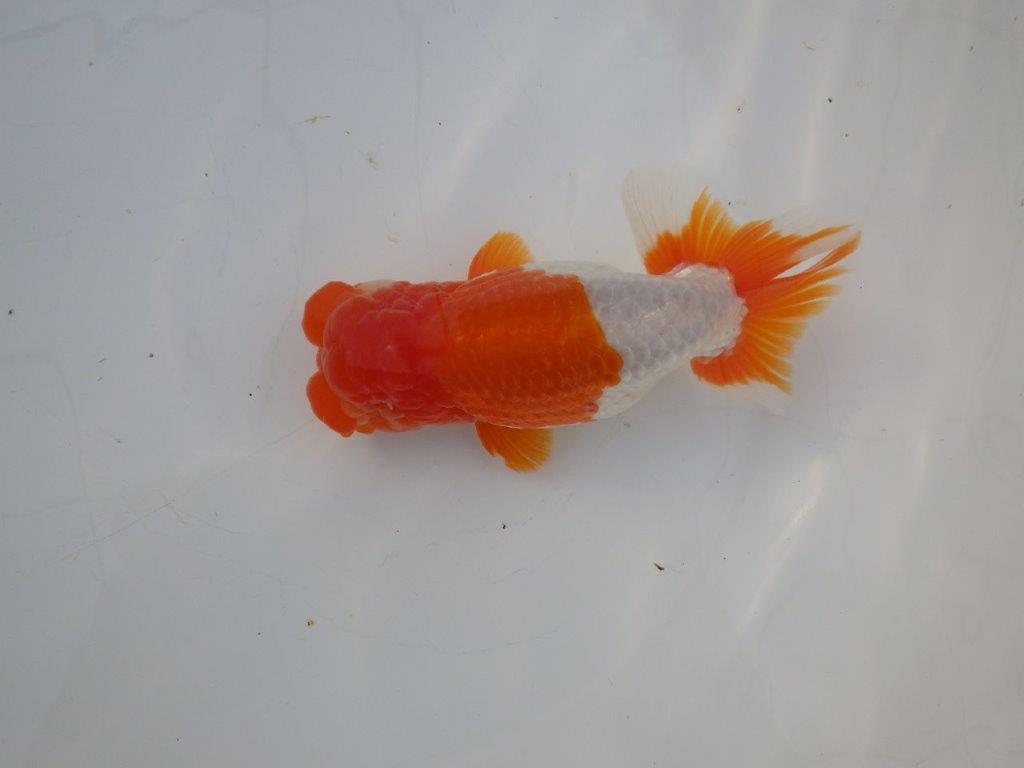 【激レア明け四歳らんちゅう 】フンタン＆色艶の良い更紗らんちゅう 約15,5㎝ オス