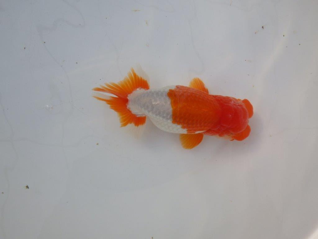 【激レア明け四歳らんちゅう 】フンタン＆色艶の良い更紗らんちゅう 約15,5㎝ オス