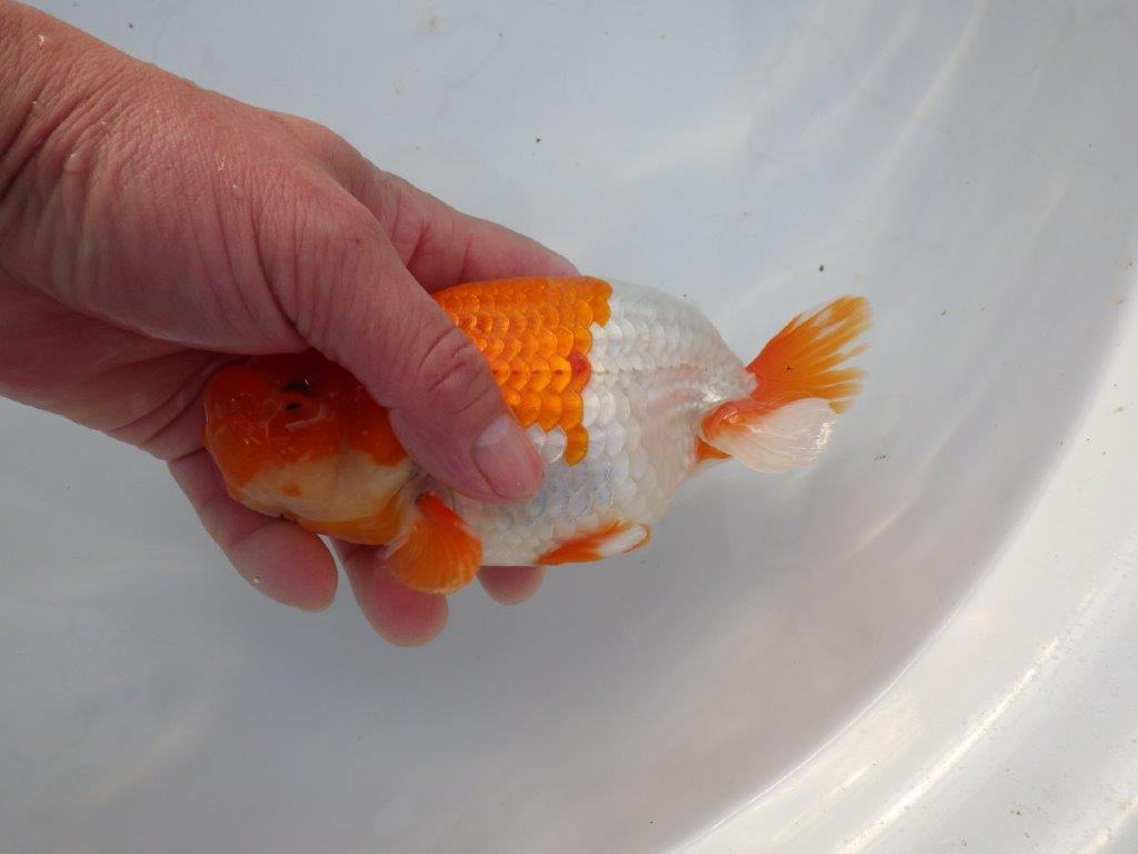 【激レア明け四歳らんちゅう 】フンタン＆色艶の良い更紗らんちゅう 約15,5㎝ オス