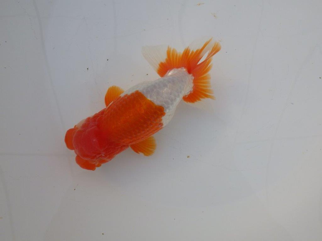 【激レア明け四歳らんちゅう 】フンタン＆色艶の良い更紗らんちゅう 約15,5㎝ オス