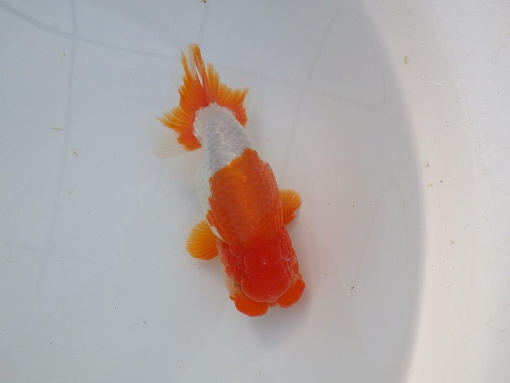 【激レア明け四歳らんちゅう 】フンタン＆色艶の良い更紗らんちゅう 約15,5㎝ オス