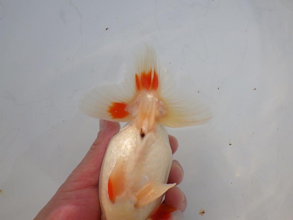 【 全国大会西大関獲得ブリーダー】明け三歳らんちゅう 西大関系統 約16㎝ オス