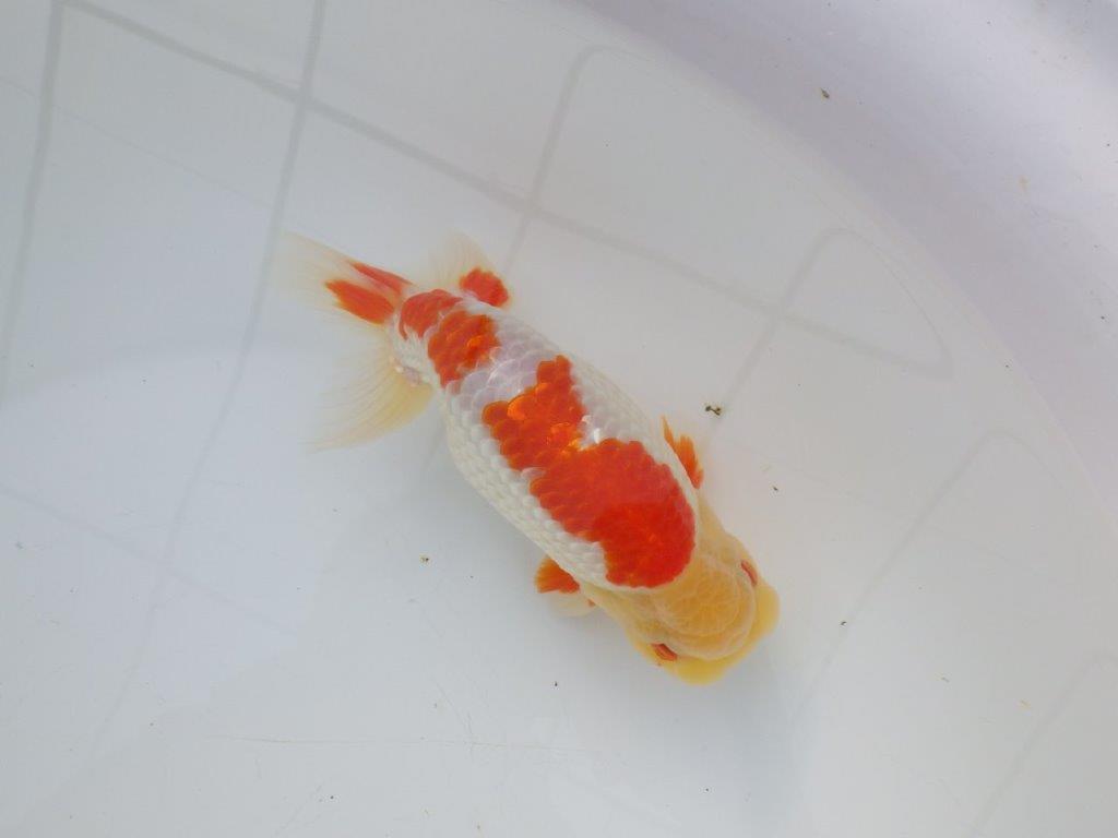 【 全国大会西大関獲得ブリーダー】明け三歳らんちゅう 西大関系統 約16㎝ オス