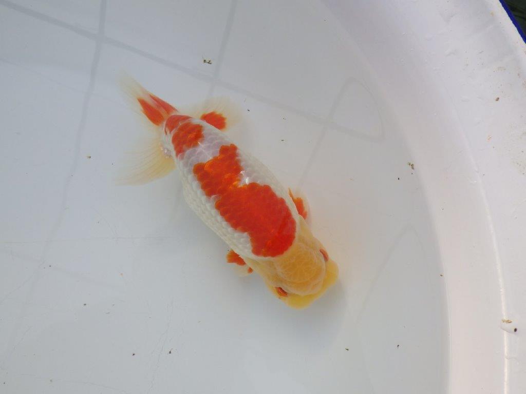 【 全国大会西大関獲得ブリーダー】明け三歳らんちゅう 西大関系統 約16㎝ オスの上身