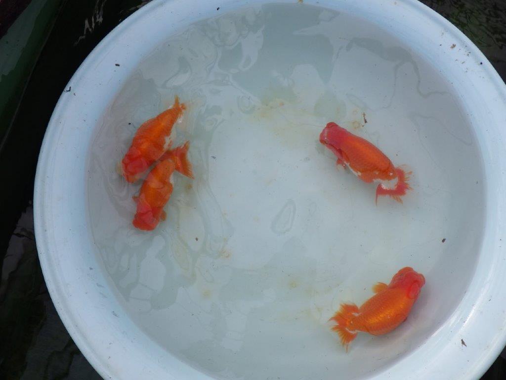 【 愛知 磯村氏】明け三歳らんちゅう 約1８㎝ オス