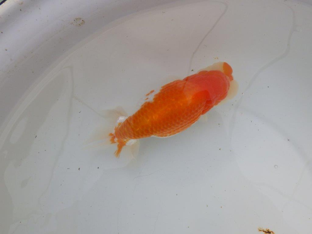 【 愛知 磯村氏】明け三歳らんちゅう 約1８㎝ オスの上身