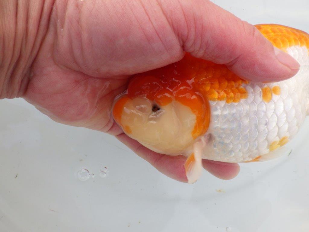 【 愛知 磯村氏】明け三歳らんちゅう 約1８㎝ オス