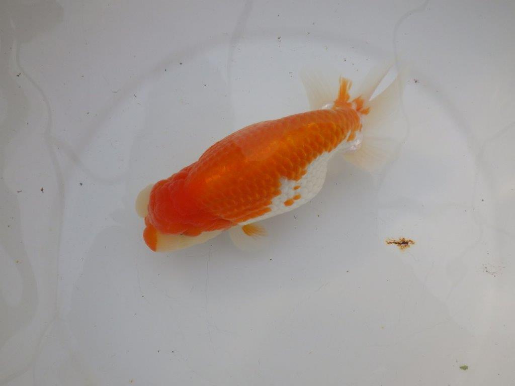 【 愛知 磯村氏】明け三歳らんちゅう 約1８㎝ オス