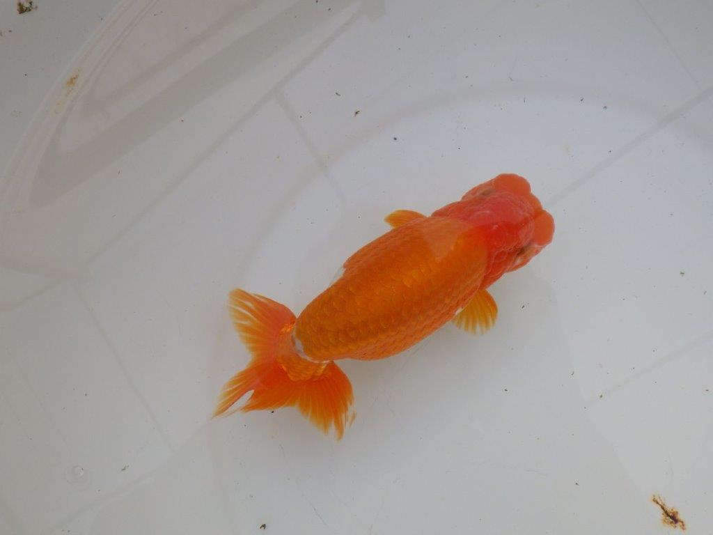 【明け三歳らんちゅう 】全国大会東大関獲得ブリーダー 約15,5cm  オス