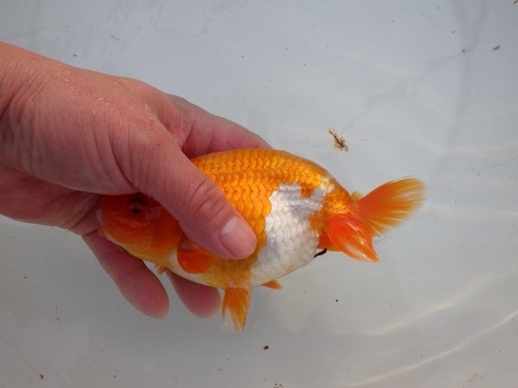 【明け三歳らんちゅう 】全国大会東大関獲得ブリーダー 約15,5cm  オス