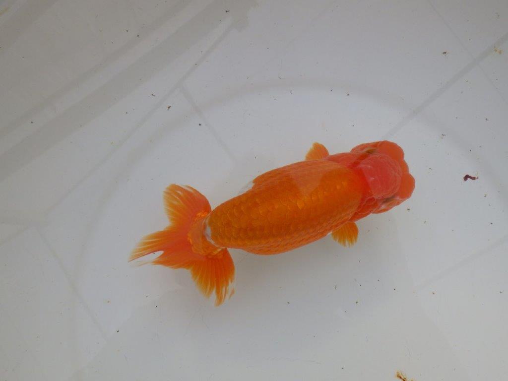 【明け三歳らんちゅう 】全国大会東大関獲得ブリーダー 約15,5cm  オス