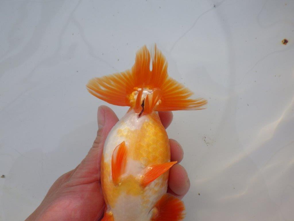 【明け三歳らんちゅう 】全国大会東大関獲得ブリーダー 約15,5cm  オス