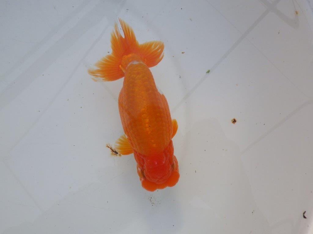 【明け三歳らんちゅう 】全国大会東大関獲得ブリーダー 約15,5cm  オス