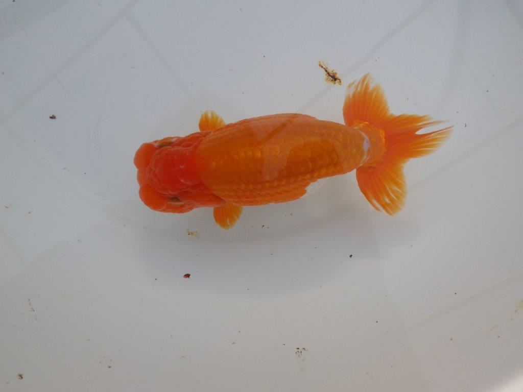 【明け三歳らんちゅう 】全国大会東大関獲得ブリーダー 約15,5cm  オスの上身