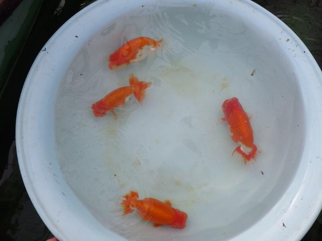 【明け三歳らんちゅう 】全国大会東大関獲得ブリーダー 約15,5cm  オス