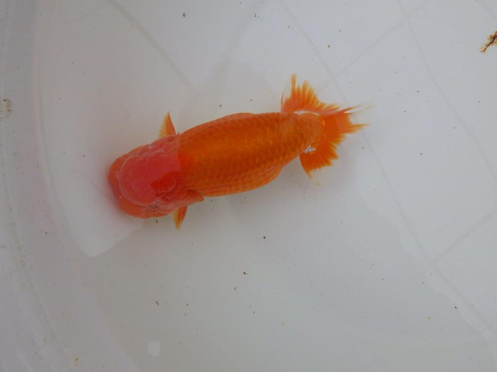 【明け三歳らんちゅう 】全国トップブリーダー岡山村上暢彦氏 約16,5cm  オス