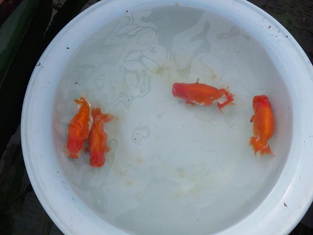 【岡山村上暢彦氏明け三歳らんちゅう 】飼い込みお勧め 約17cm オス