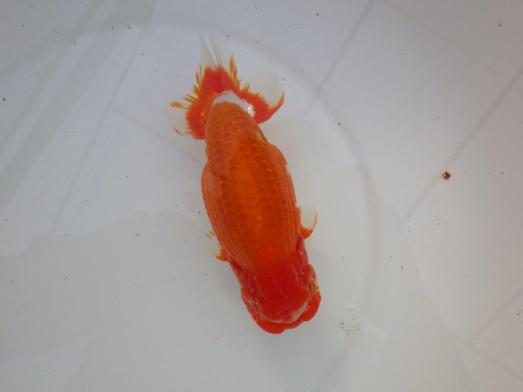 【岡山村上暢彦氏明け三歳らんちゅう 】飼い込みお勧め 約17cm オスの上身