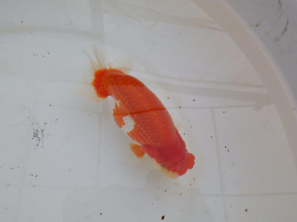 【全国大会優等賞獲得多数のブリーダー】綺麗な更紗らんちゅう 明け二歳 約15㎝ メス?