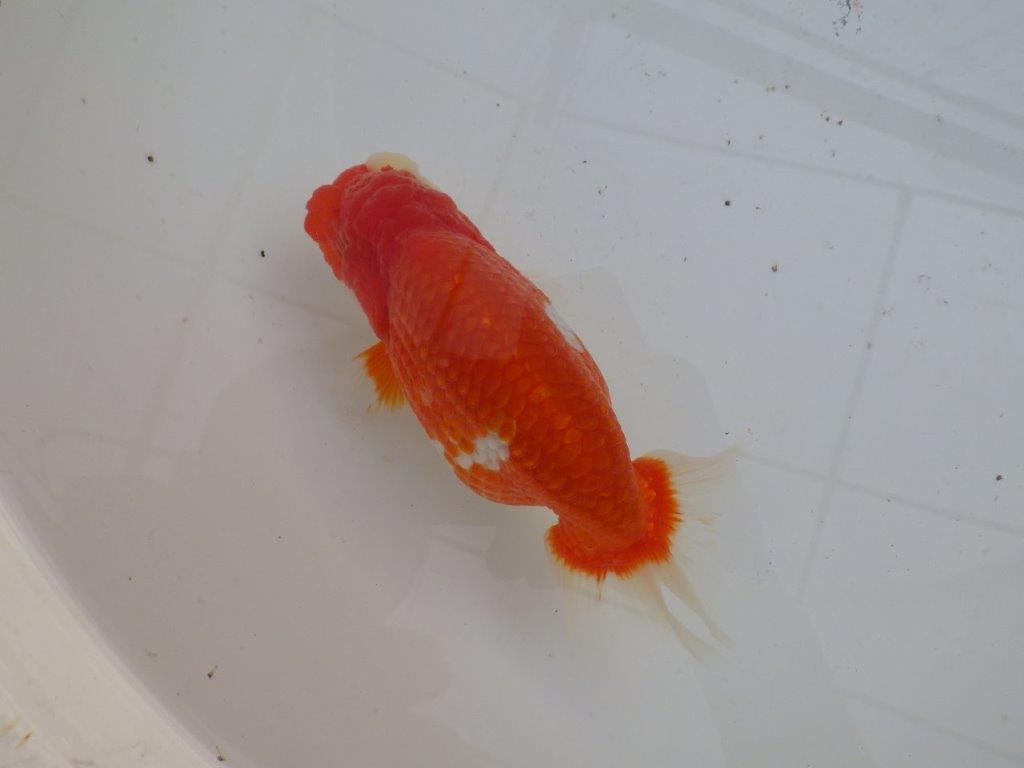 【全国大会優等賞獲得多数のブリーダー】綺麗な更紗らんちゅう 明け二歳 約15㎝ メス？の上身