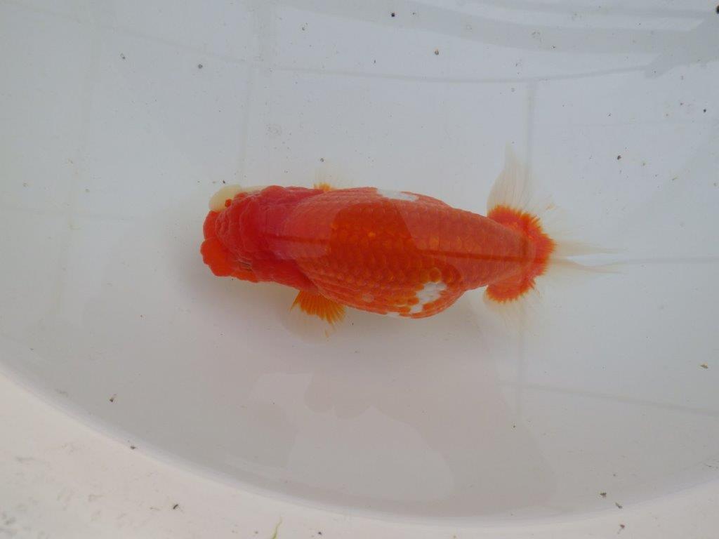 【全国大会優等賞獲得多数のブリーダー】綺麗な更紗らんちゅう 明け二歳 約15㎝ メス?