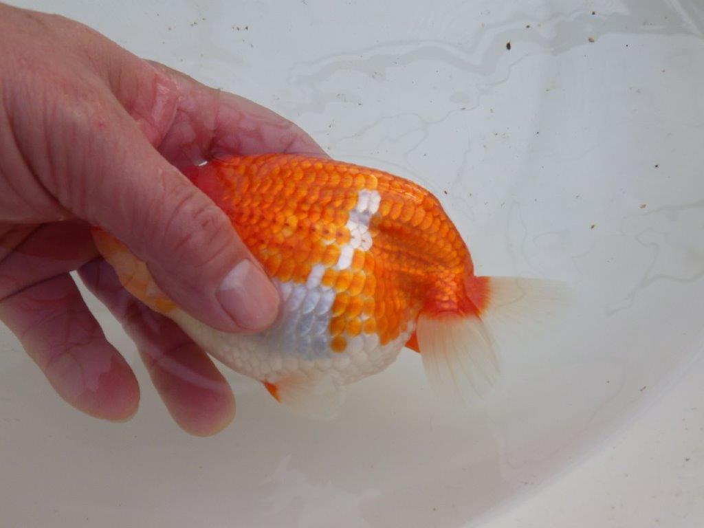 【全国大会優等賞獲得多数のブリーダー】綺麗な更紗らんちゅう 明け二歳 約15㎝ メス?