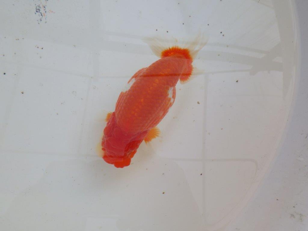 【全国大会優等賞獲得多数のブリーダー】綺麗な更紗らんちゅう 明け二歳 約15㎝ メス?