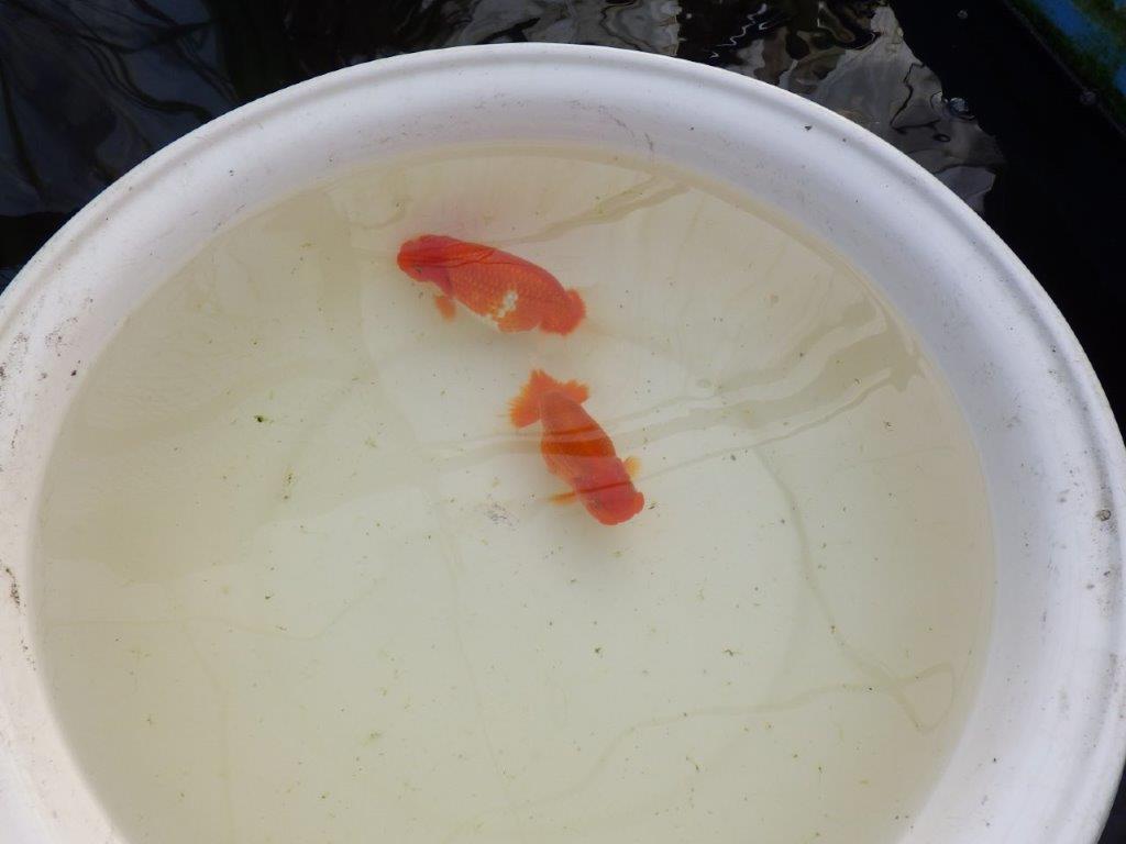 【全国大会優等賞獲得多数のブリーダー】綺麗な更紗らんちゅう 明け二歳 約15㎝ メス?