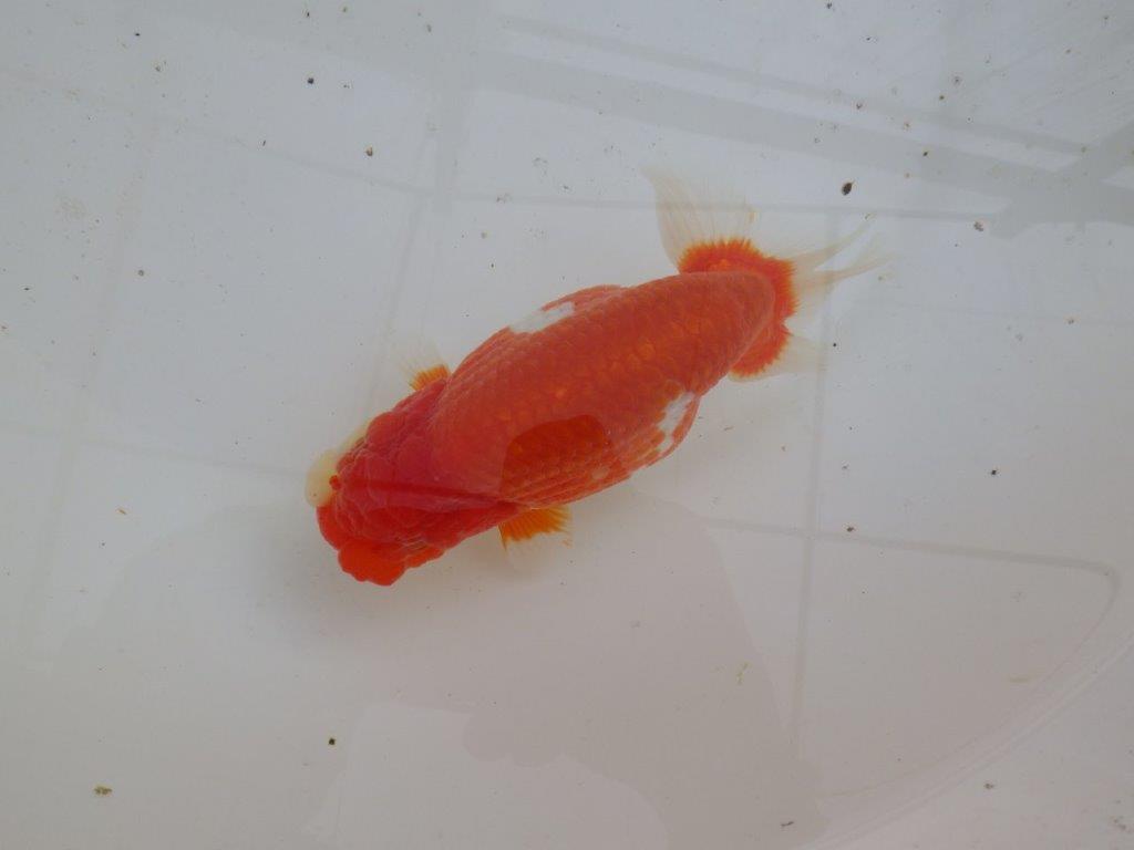 【全国大会優等賞獲得多数のブリーダー】綺麗な更紗らんちゅう 明け二歳 約15㎝ メス?