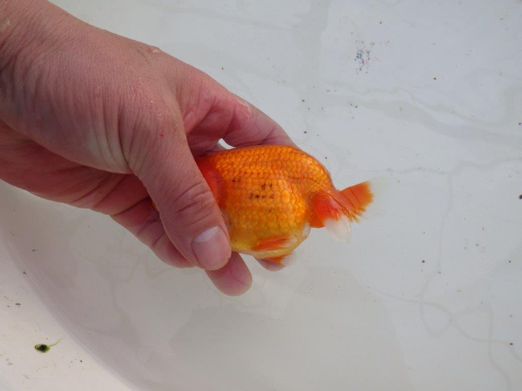 【全国大会優等賞獲得多数のブリーダー】飼い込む価値あり！明け二歳らんちゅう 約12㎝ オス