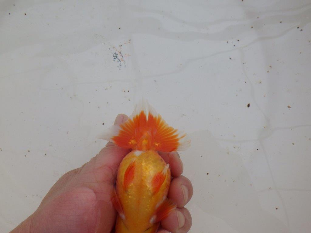 【全国大会優等賞獲得多数のブリーダー】飼い込む価値あり！明け二歳らんちゅう 約12㎝ オス