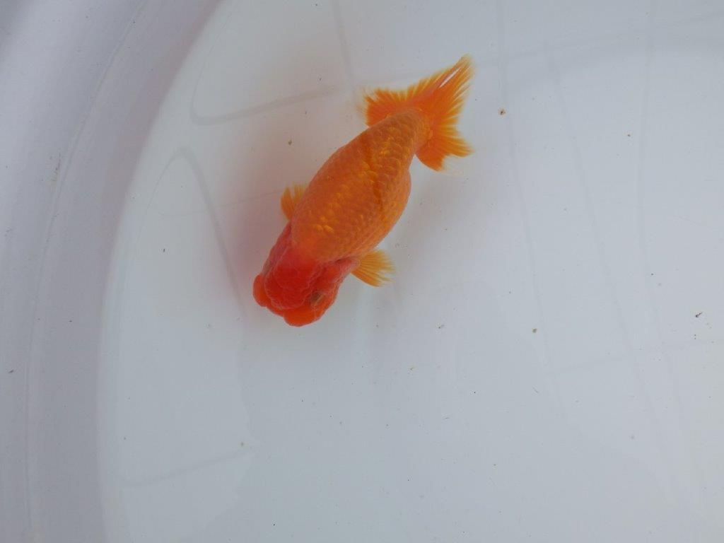 【 志摩紅鱗会所属ブリーダーＮ．Ｍ様 明け二歳らんちゅう】尾型が良く背も◎ 約12,5㎝  オス