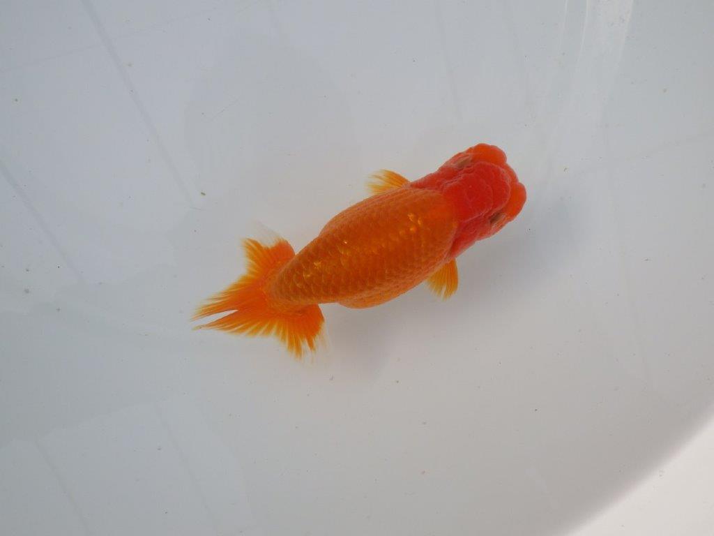 【 志摩紅鱗会所属ブリーダーＮ．Ｍ様 明け二歳らんちゅう】尾型が良く背も◎ 約12,5㎝  オスの上身