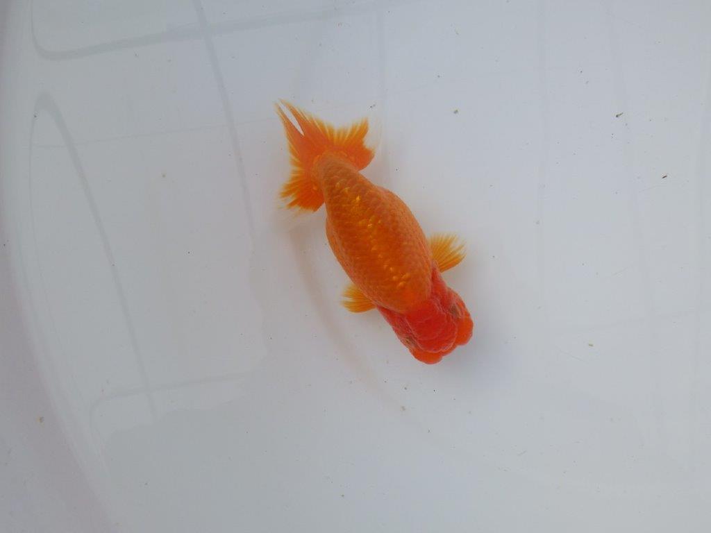 【 志摩紅鱗会所属ブリーダーＮ．Ｍ様 明け二歳らんちゅう】尾型が良く背も◎ 約12,5㎝  オス