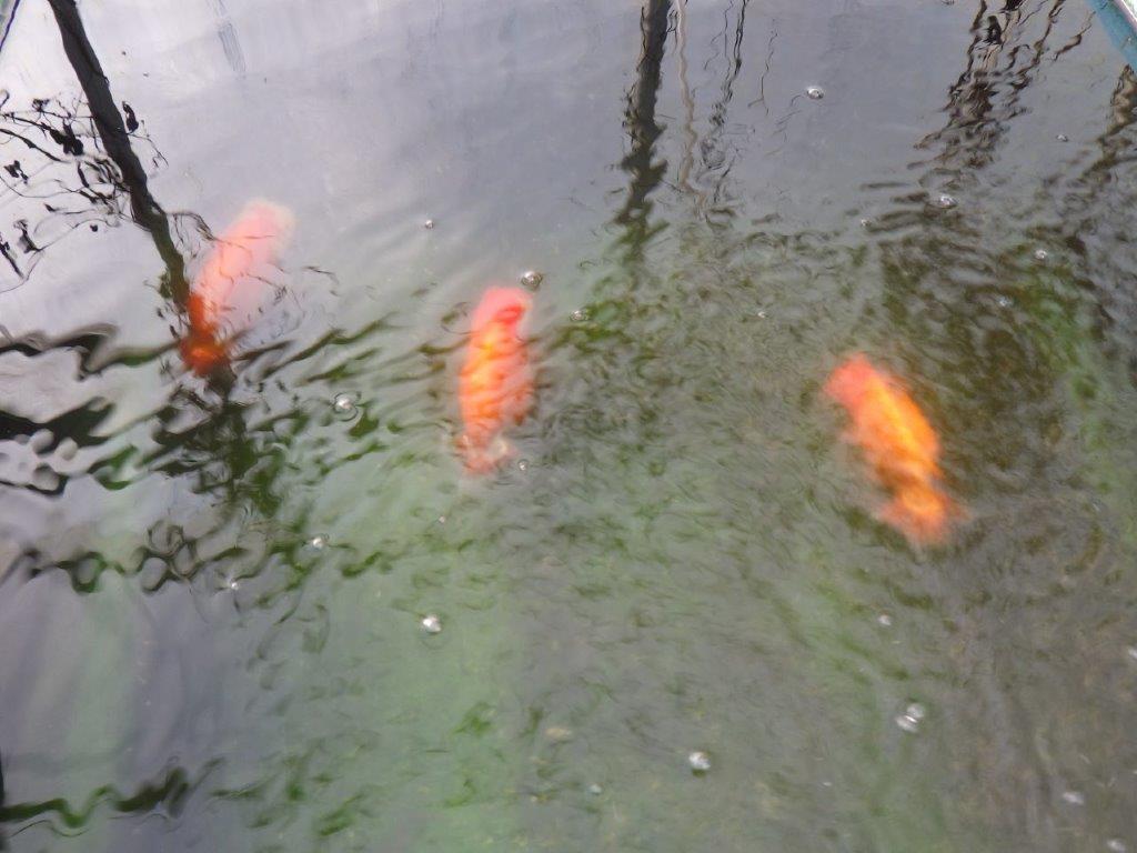 【 志摩紅鱗会所属ブリーダーＮ．Ｍ様 明け二歳らんちゅう】尾型が良く背も◎ 約12,5㎝  オス