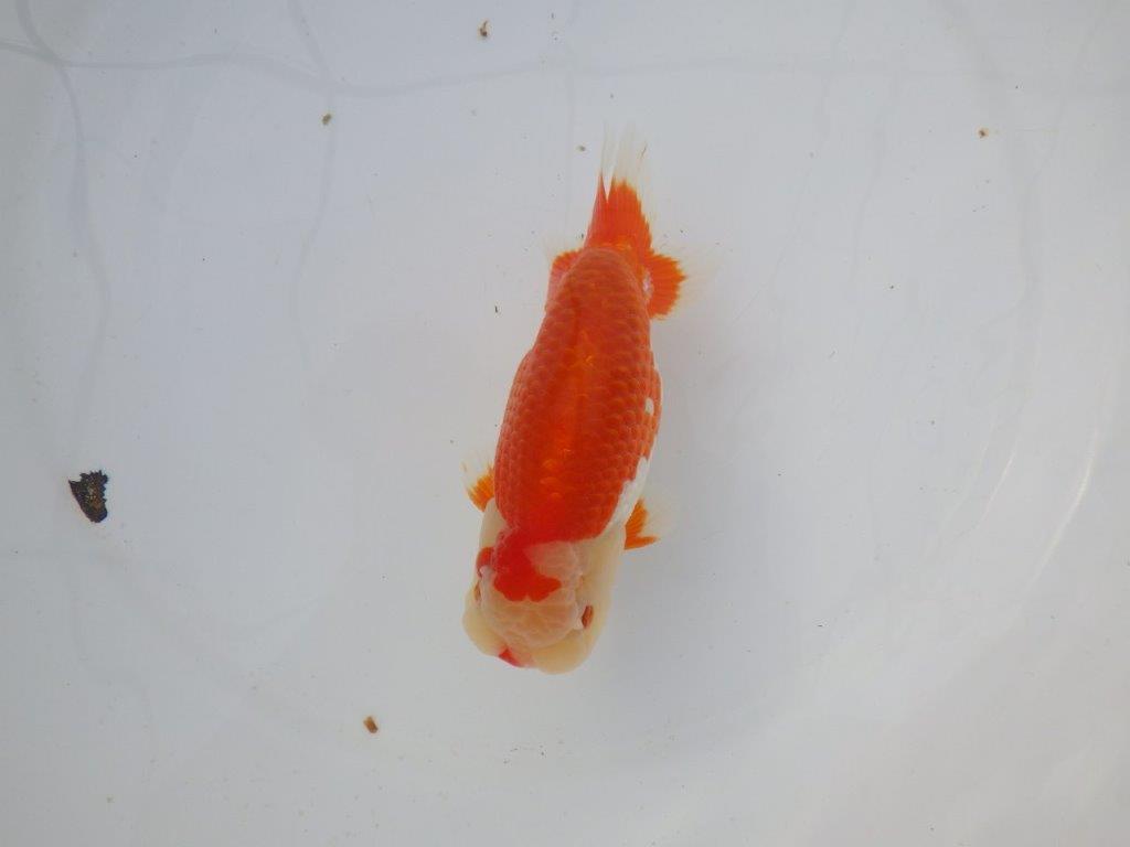 【 志摩紅鱗会所属ブリーダーＮ．Ｍ様 明け二歳らんちゅう】背が綺麗、横見が映える 約14㎝  オス