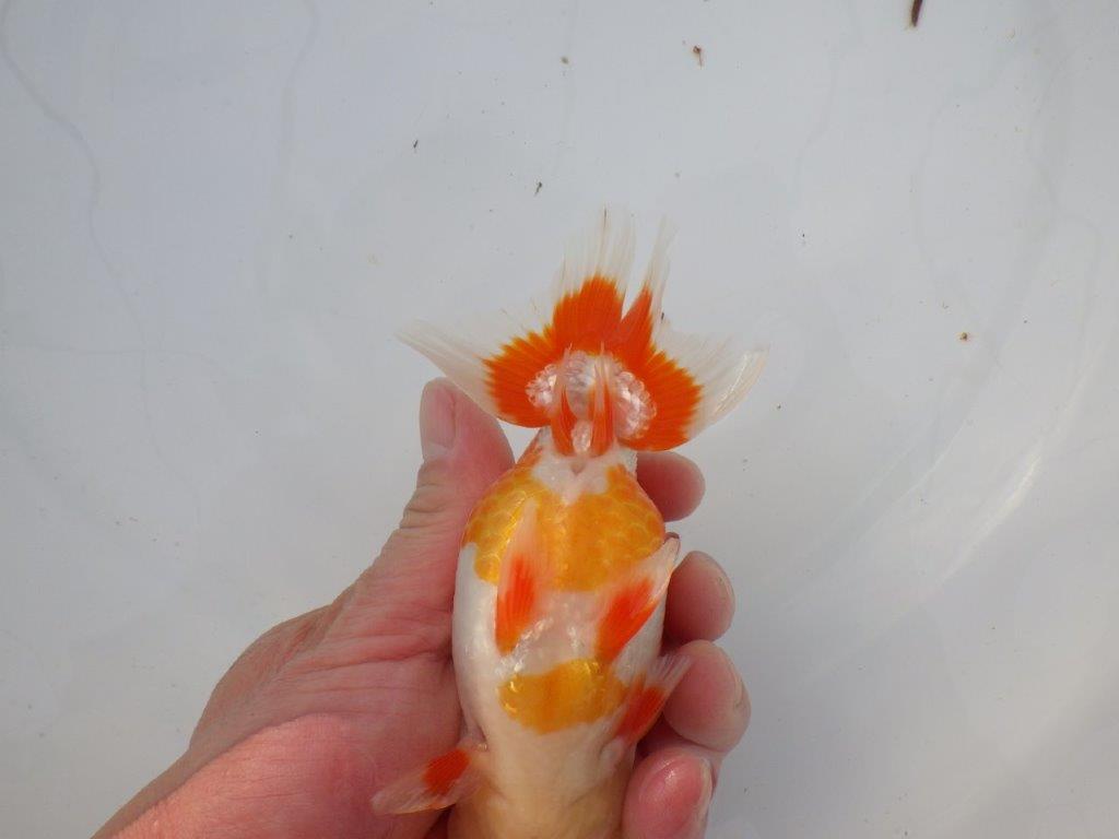 【 志摩紅鱗会所属ブリーダーＮ．Ｍ様 明け二歳らんちゅう】背が綺麗、横見が映える 約14㎝  オス