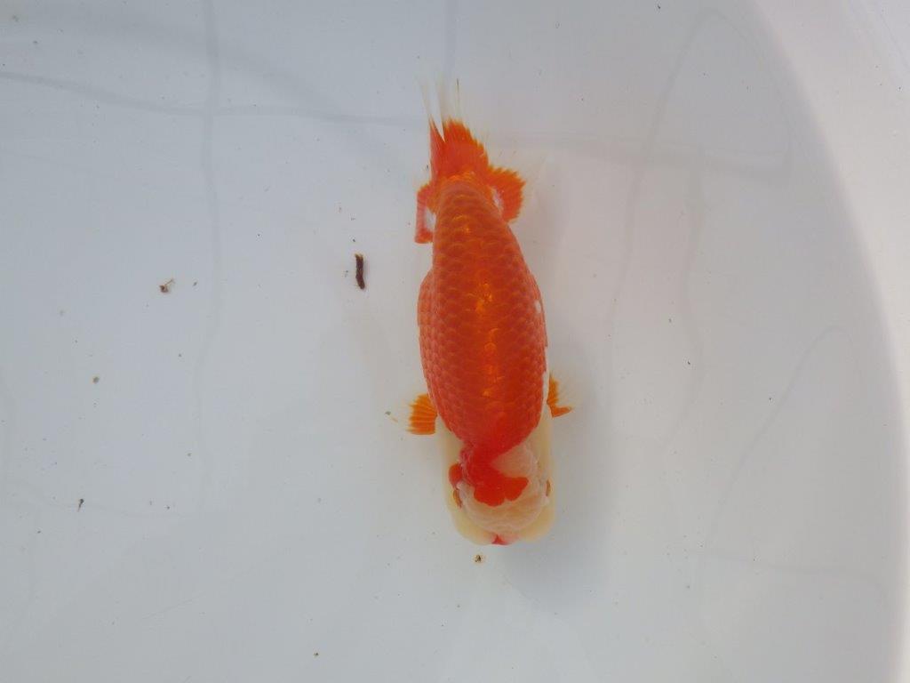 【 志摩紅鱗会所属ブリーダーＮ．Ｍ様 明け二歳らんちゅう】背が綺麗、横見が映える 約14㎝  オスの上身