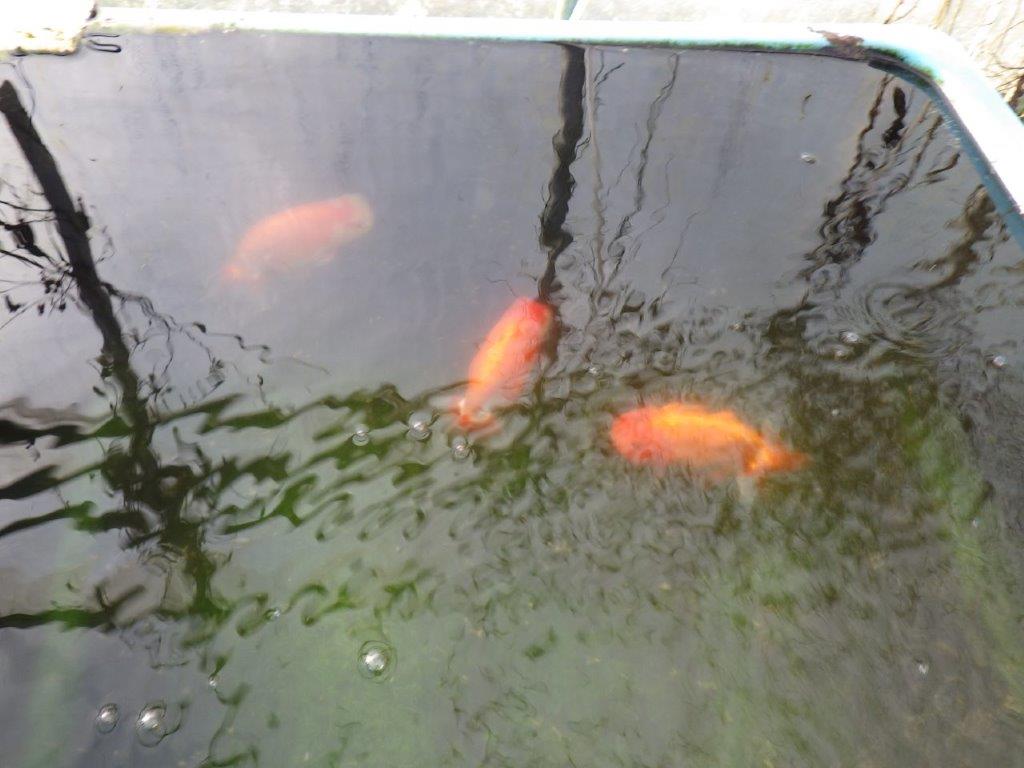 【 志摩紅鱗会所属ブリーダーＮ．Ｍ様 明け二歳らんちゅう】背が綺麗、横見が映える 約14㎝  オス