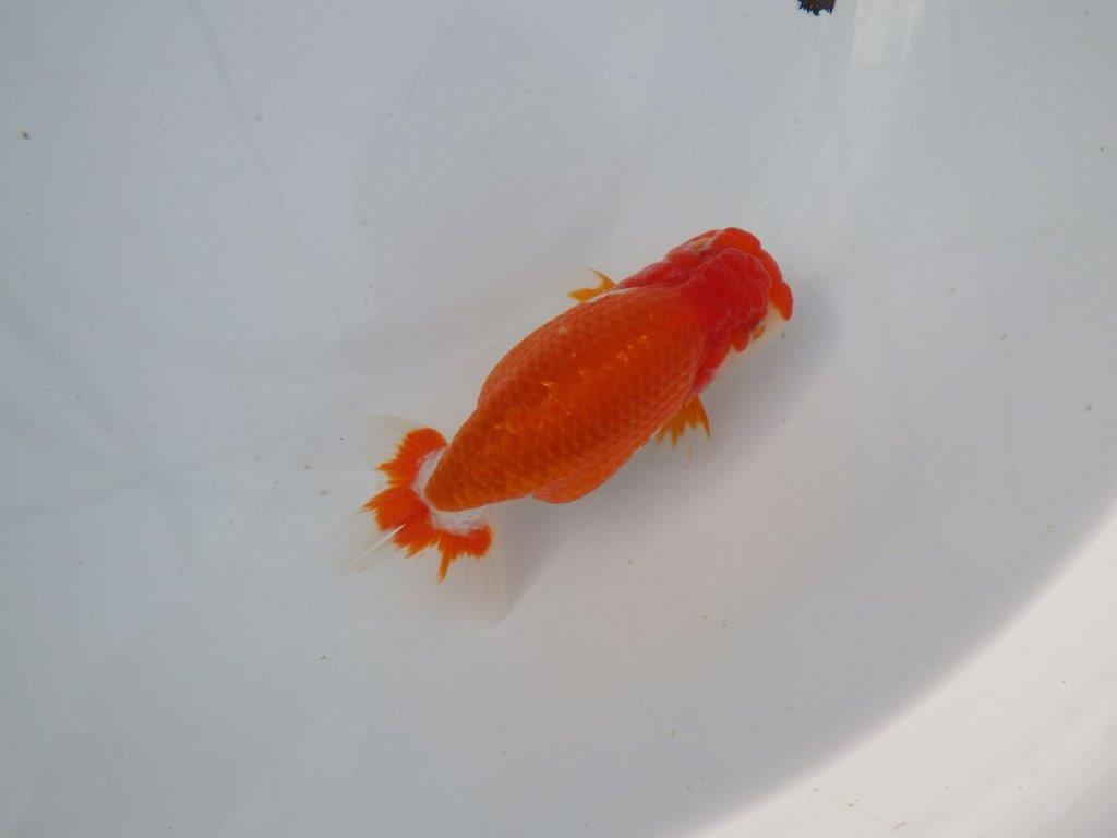 【 志摩紅鱗会所属ブリーダーＮ．Ｍ様 明け二歳らんちゅう】横見が映える 約13㎝  メス？の上身