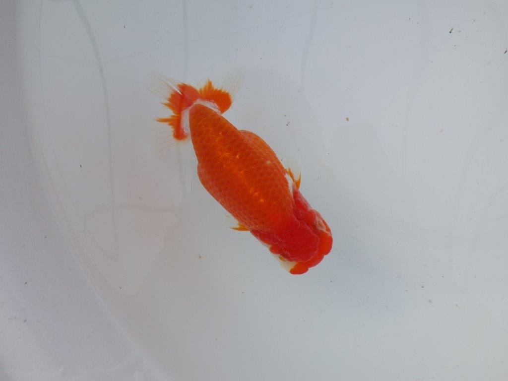 【 志摩紅鱗会所属ブリーダーN.M様 明け二歳らんちゅう】横見が映える 約13㎝ メス?