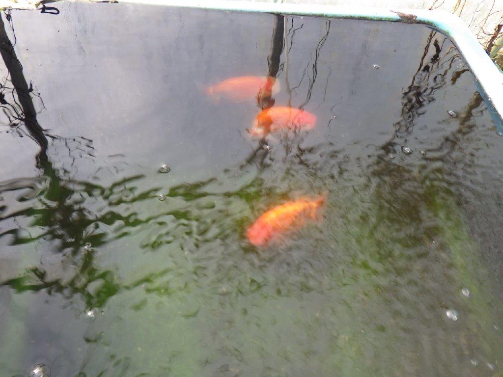 【 志摩紅鱗会所属ブリーダーN.M様 明け二歳らんちゅう】横見が映える 約13㎝ メス?